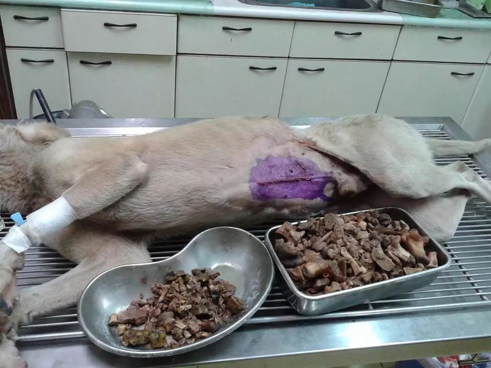 自制狗粮多大的狗狗可以吃,狗狗自制狗粮可以跟狗粮一起吃吗