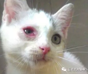 猫咪有脓性眼屎是怎么回事,猫咪眼屎流脓是为什么