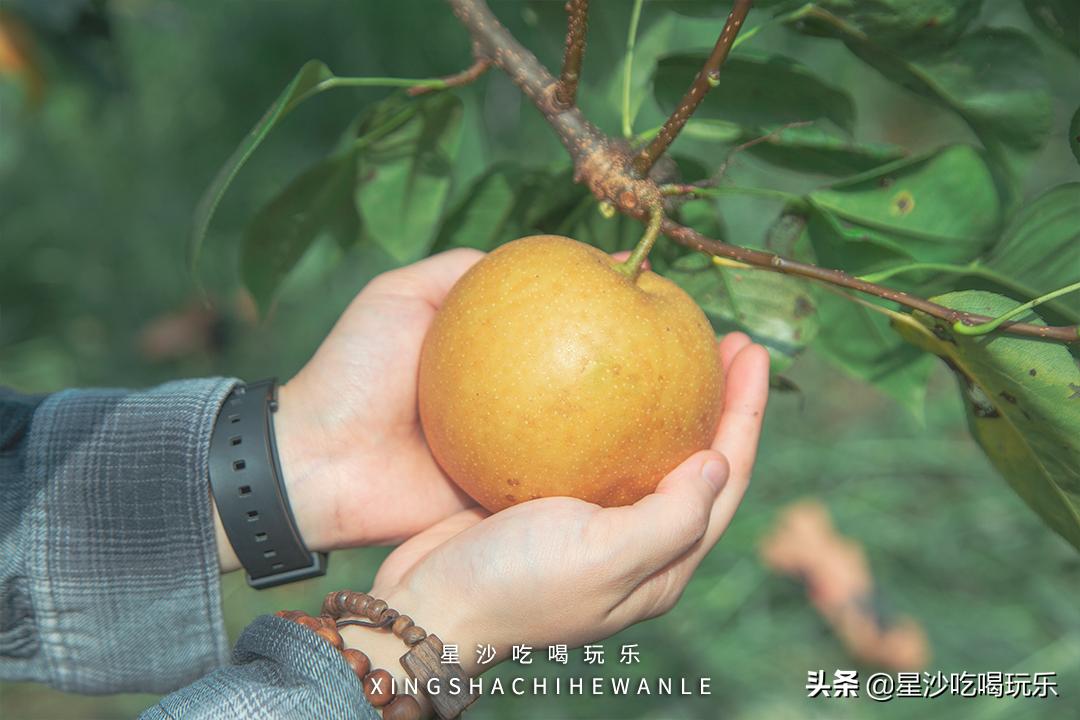 长沙小水果之乡,湖南长沙宝藏打卡地