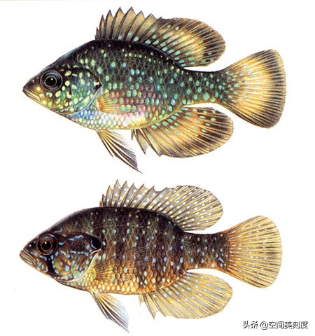 好养耐活的热带观赏鱼都有哪些,既好养又好看的热带观赏鱼