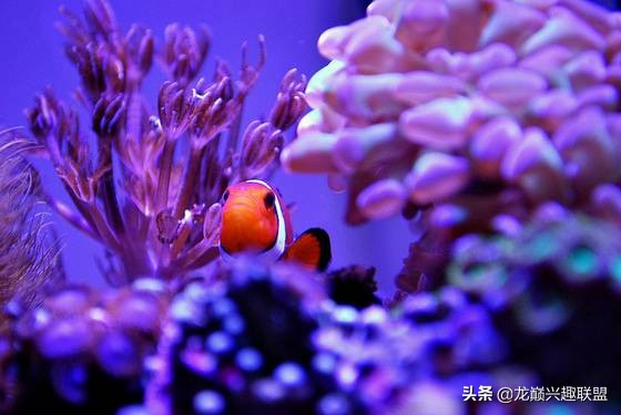 珊瑚到底有多可怕,珊瑚到底有多残忍