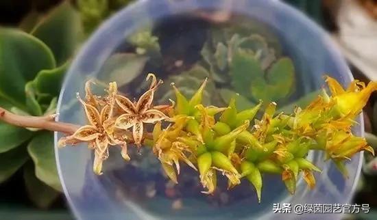 多肉开花怎么办呢,多肉开花的原因和解决方法