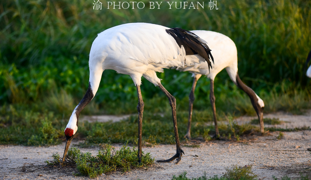吉林丹顶鹤之乡,马云长白山