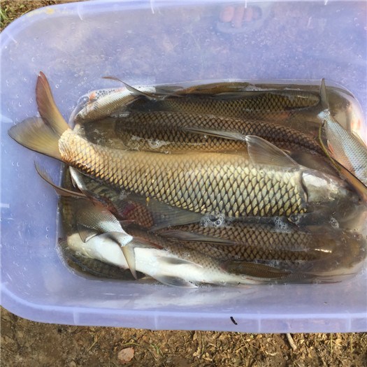 钓三斤以上红眼鲮鱼方法与技巧,鲮鱼警惕性高怎么钓