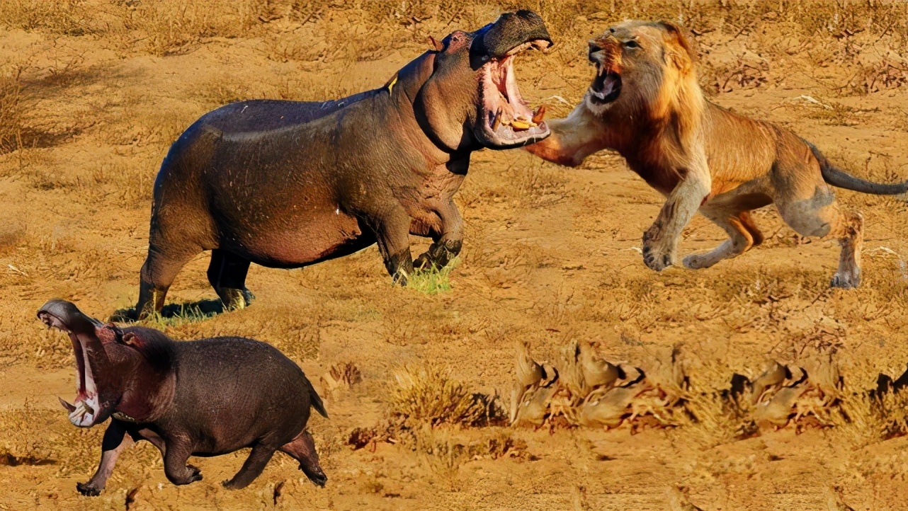 河马凶起来能干掉狮子,河马对抗狮子
