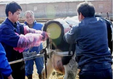 犊牛饲养管理三个原则,犊牛饲养原则