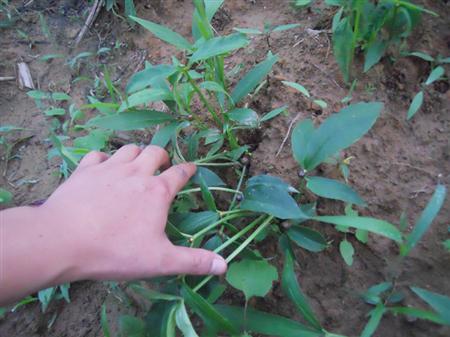 半夏病害该如何防治,半夏三熟种植技术