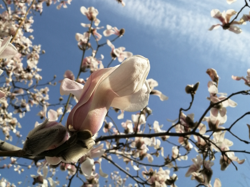 描写春天景色的古诗有哪些,描写春天景色的古诗8首带释义