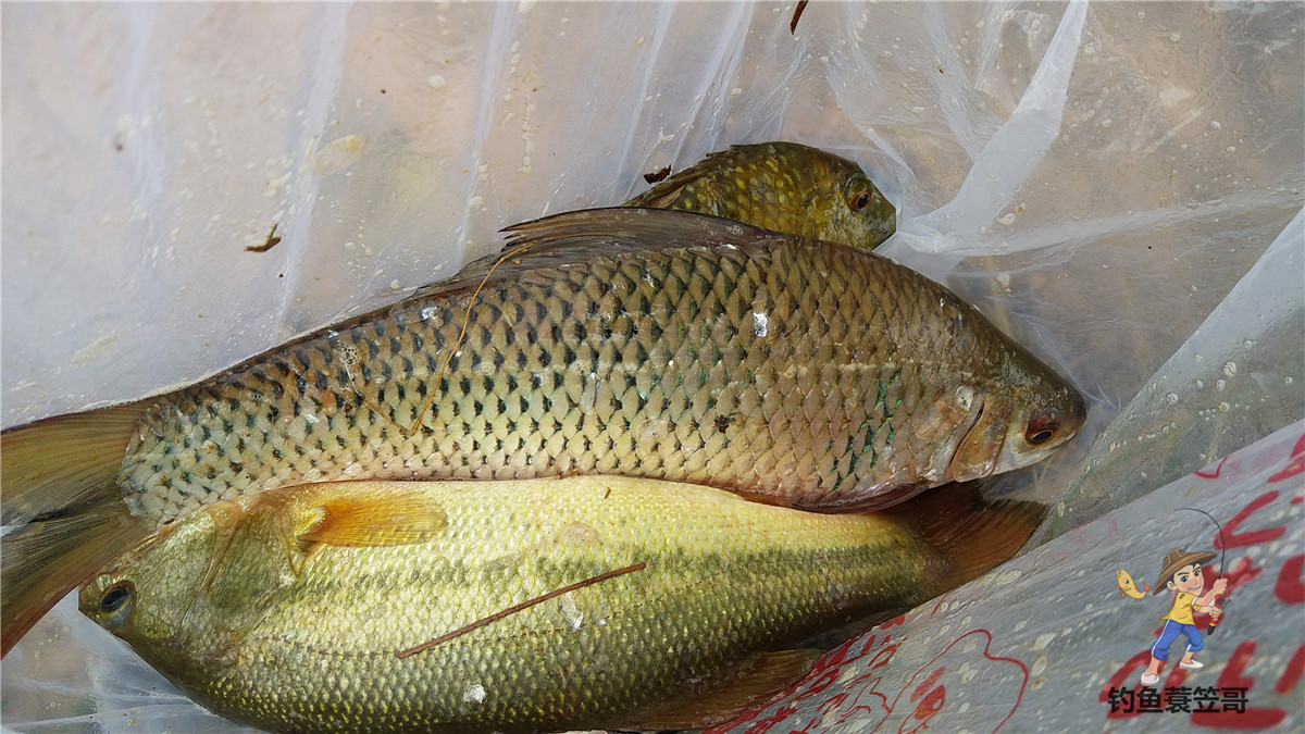 钓鱼如何预防小鱼闹窝,夏季钓鱼避免小鱼闹窝的4个方法