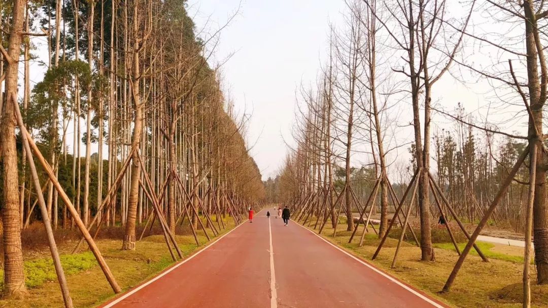 成都最新公园消息,成都陆续开放的公园