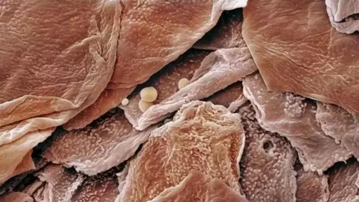 涂口红前要涂粉饼打底,涂口红要打底