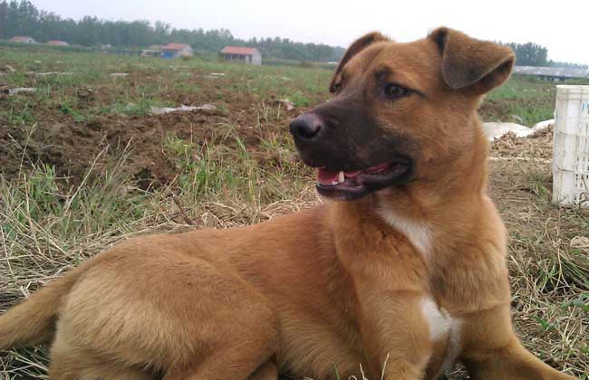 狗狗得狂犬病的前期表现,狂犬病狗狗的表现