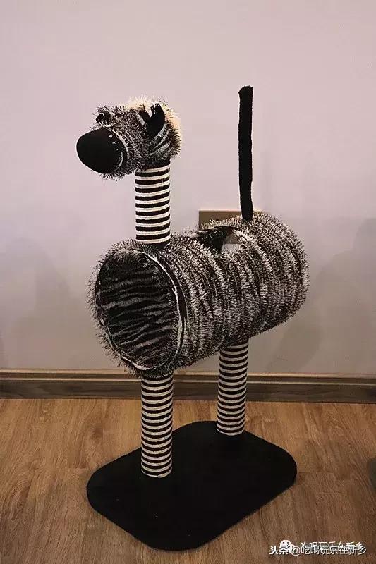 猫主子驾到,猫咪主子驾到