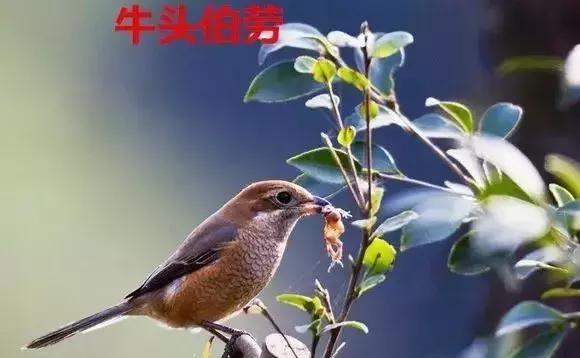 伯劳鸟饲养,没睁眼的伯劳怎样饲养