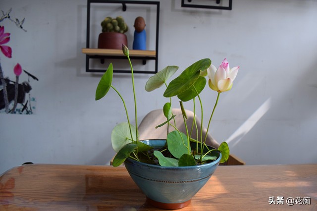 碗莲种藕一盆种两棵,种碗莲种藕全过程