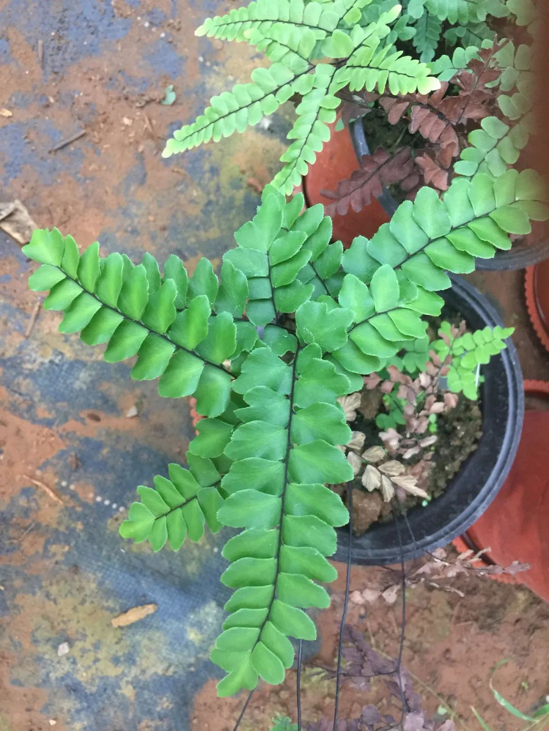 盆栽铁线蕨为啥买回家养一周叶子就蔫，北方暖房养护咋办？