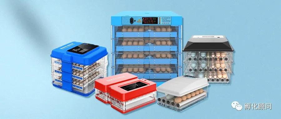 鸡蛋怎么孵化成小鸡,如何用灯照孵化鸡蛋