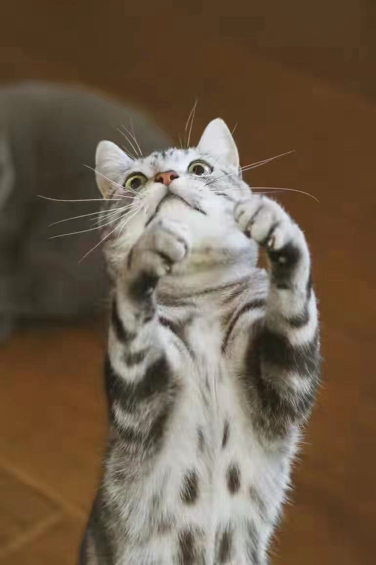 美短虎斑猫咪的品种,美国短毛猫虎斑价格