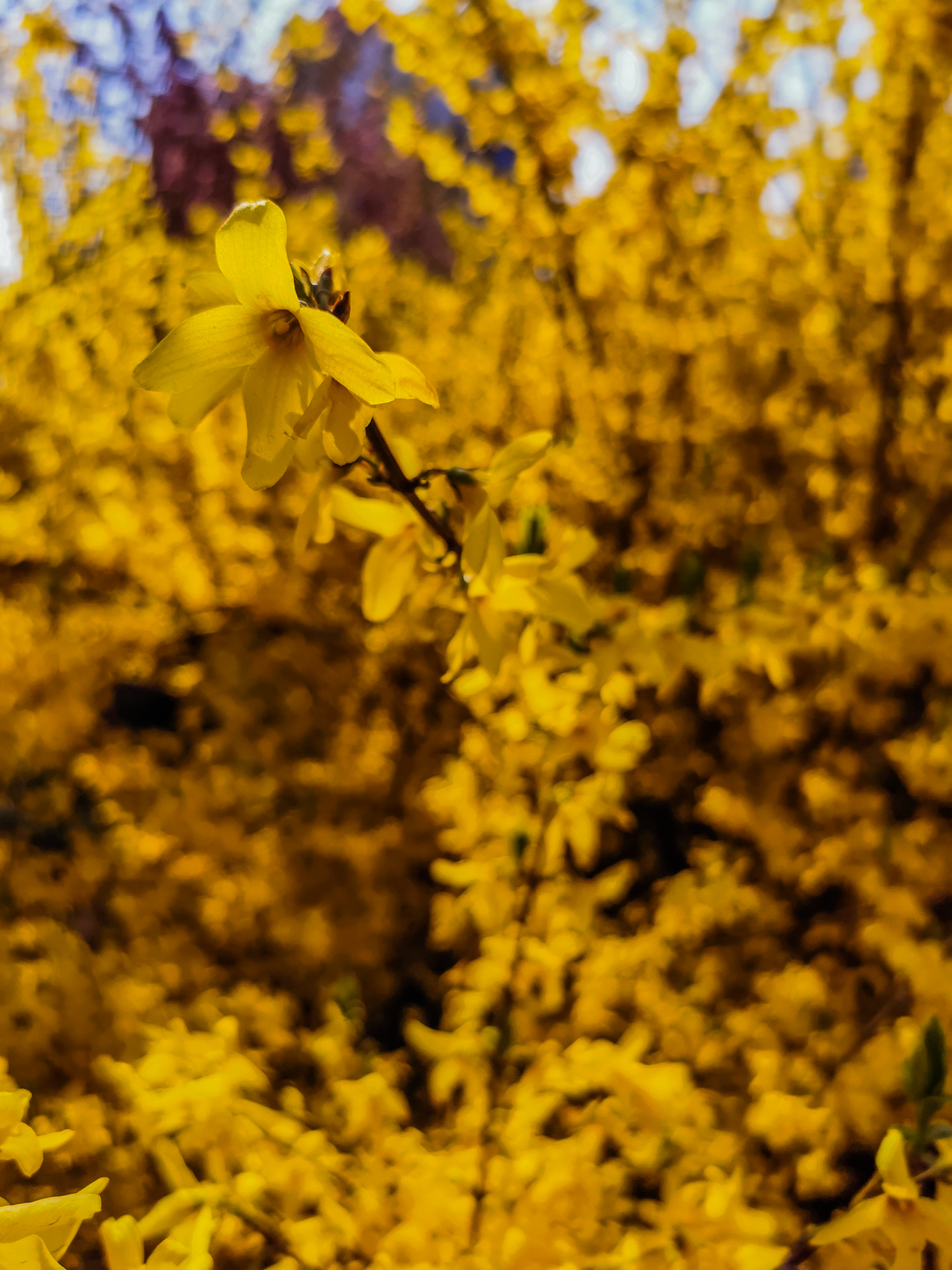 鍗庝负p30pro瀵规瘮鑻规灉12pro,鍗庝负p30pro瀵规瘮iphonese2