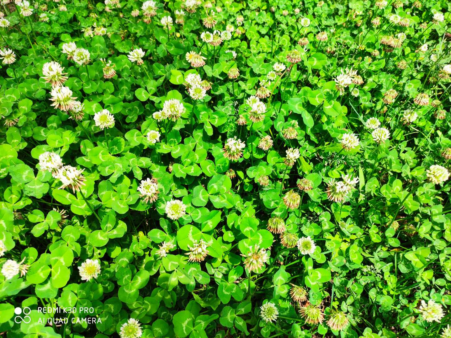 红花酢浆草属于三叶草吗,红花酢浆草与三叶草是一个品种吗