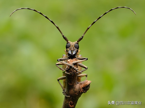 李子树常见的病虫害防治方法,如何防治李子树虫害