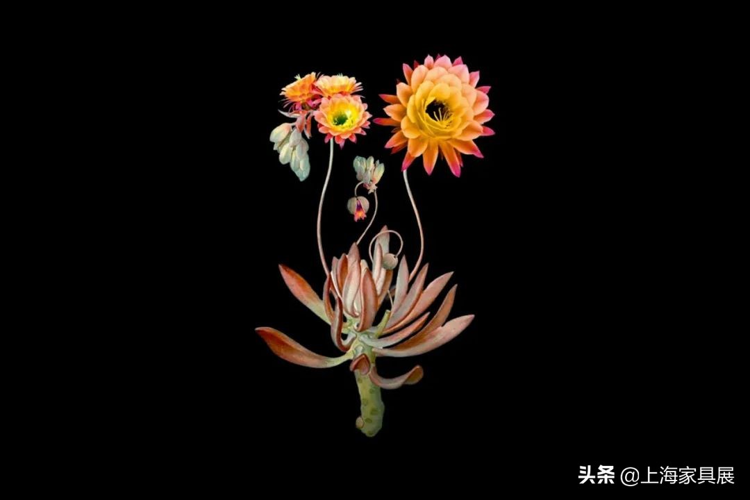 让深秋更有意义，创意美学品牌moooi描述独特的美丽