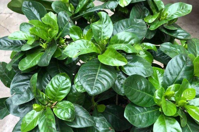 药片过期了吃了怎么办,过期的药片不要扔还可以用来养花