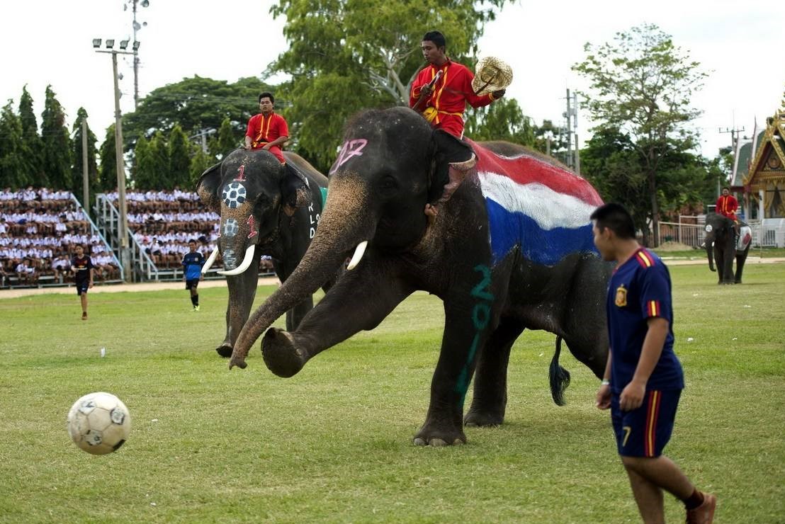 泰国最高端旅游,泰国旅游去哪里看大象表演比较好