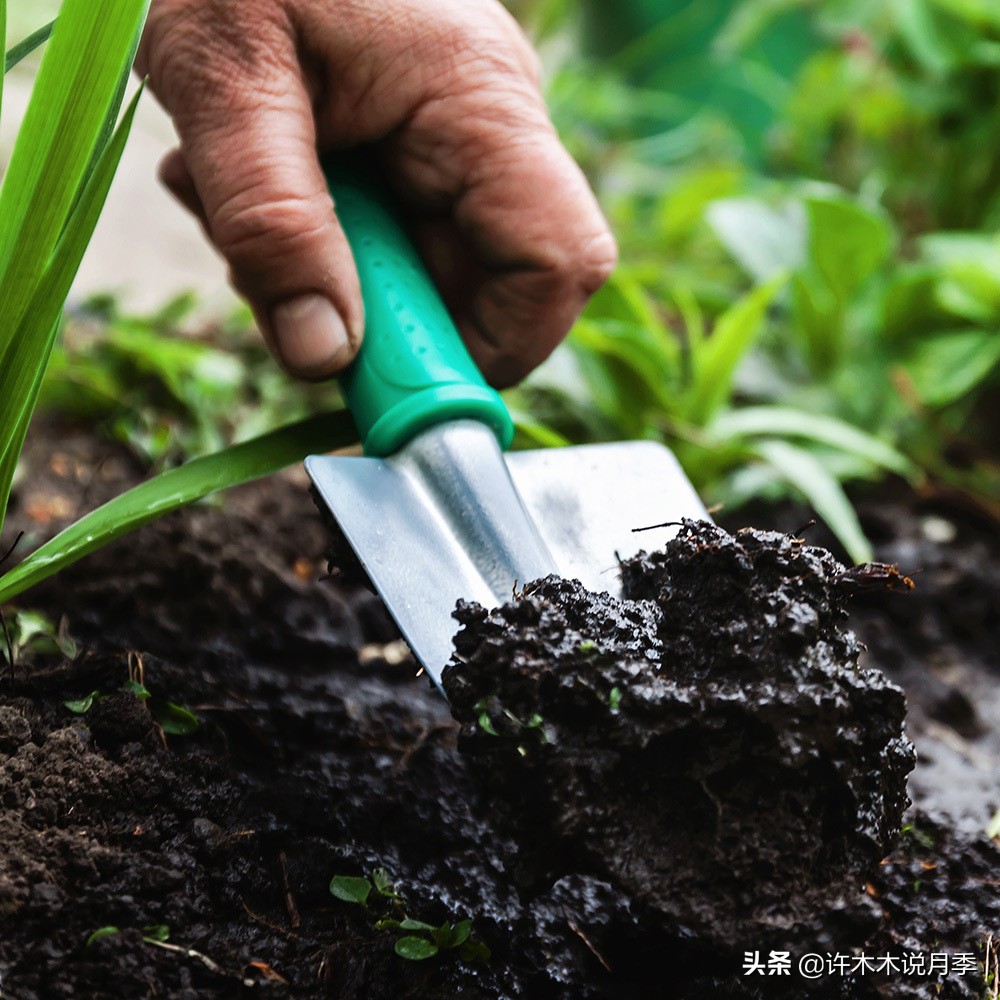 月季修剪后黑杆怎么处理,月季黑杆最好的治疗方法
