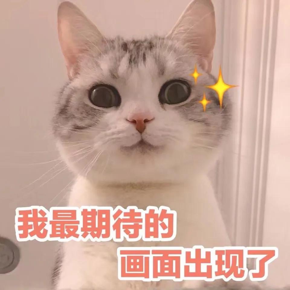 给我家猫新交了一个嘚瑟的朋友,我家猫送亲戚了准备再养一只猫