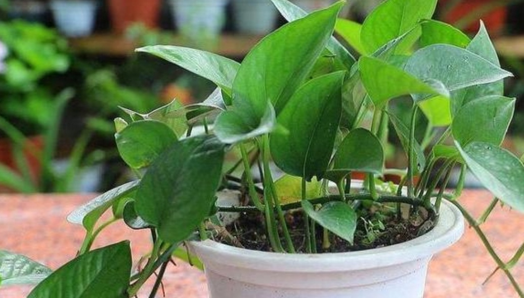 绿萝秋天怎么养护和浇水视频,秋天绿萝怎么养才能更旺盛