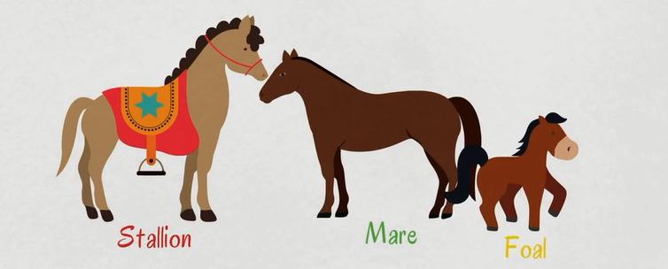 动物英语名称视频大全,兔小贝英语宝典动物名称