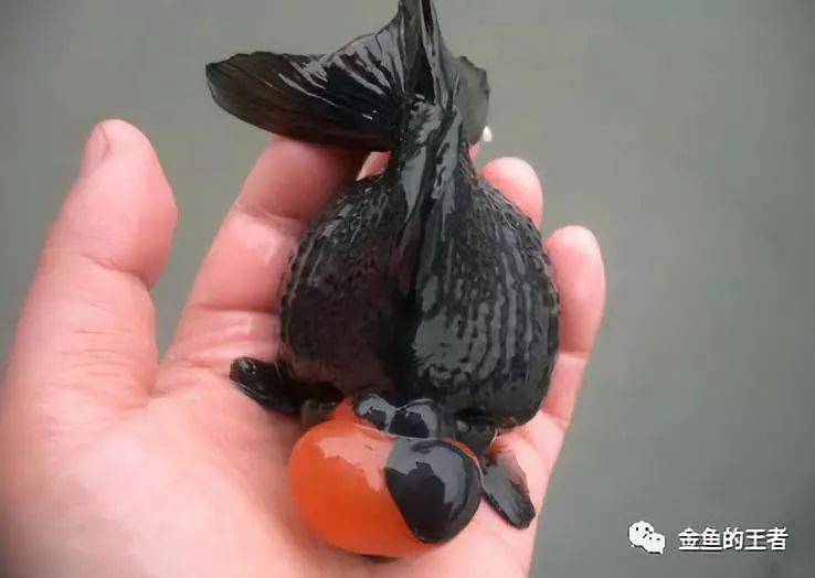 5*级A**金鱼如何评定？懂了这4条，你就是半个金鱼专家