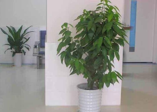 平安树有什么寓意和好处,平安树有什么好处