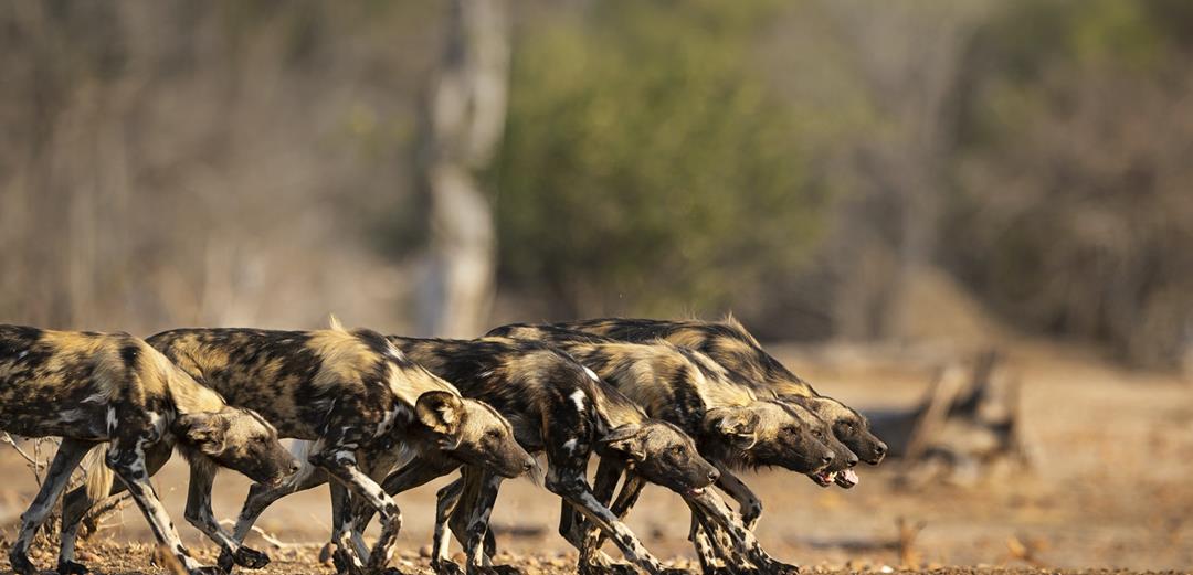 顶级捕猎者狩猎场面,狼群捕猎瞬间