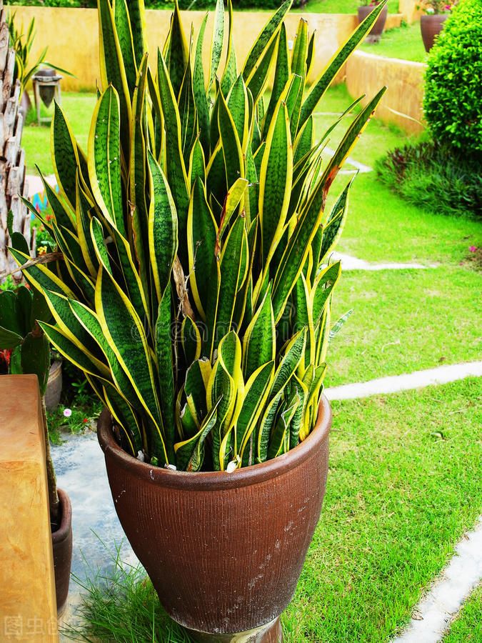 虎皮兰怎么养才长爆盆,虎皮兰怎么养得又宽又厚