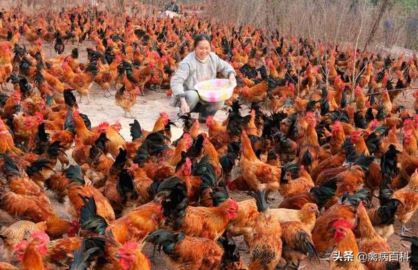 鸡群混感发病越来越多，如何正确治疗鸡病，我给你出方案