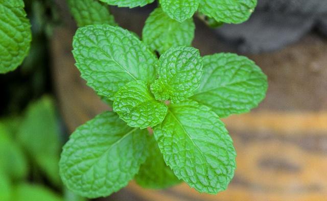 自己在家种薄荷盆栽,自己怎么在家里种植薄荷