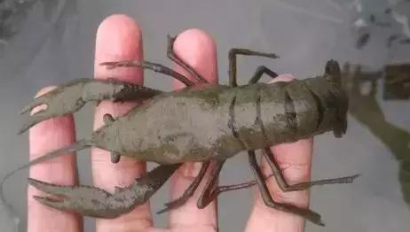 如何杀灭虾塘纤毛虫,养虾怎么预防孢子虫