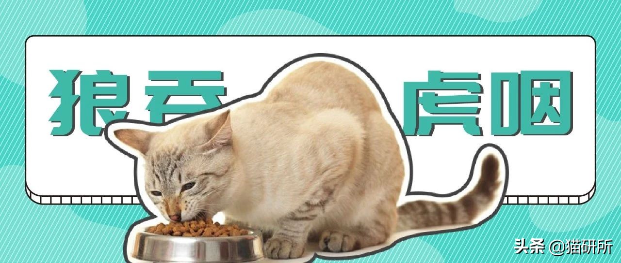 怎样让猫咪优雅的吃猫条,怎么才能让猫咪合理膳食