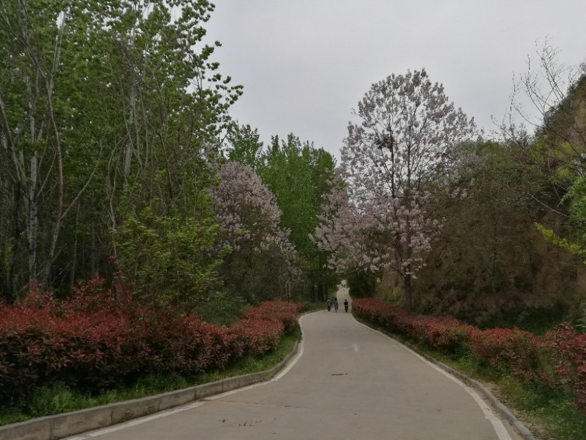 郑州树木园最新视频,郑州树木园现状