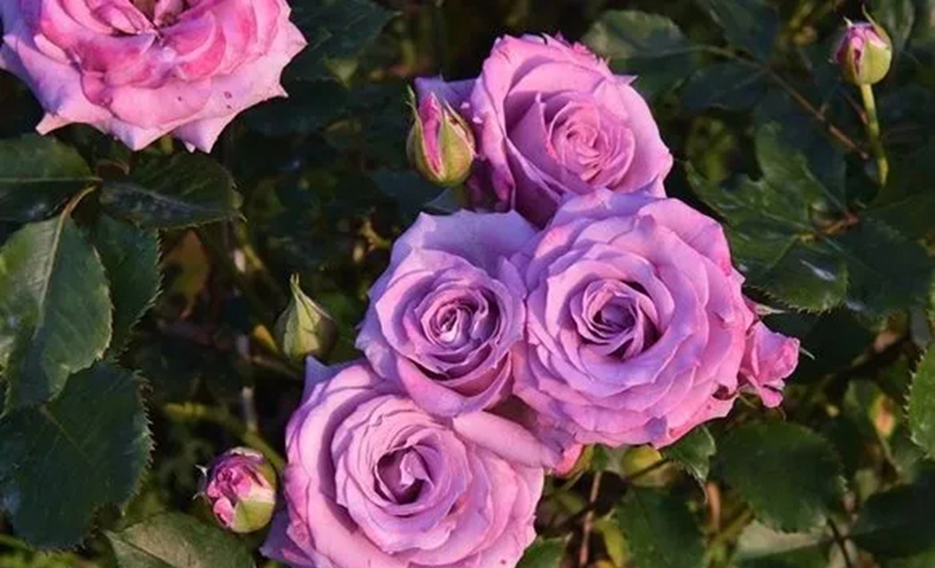 100种月季品种大全集,适合地栽的蓝紫色月季有哪些