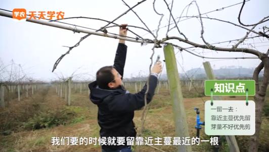 猕猴桃在北方冬季怎样管理和修剪,今年猕猴桃倒春寒几天