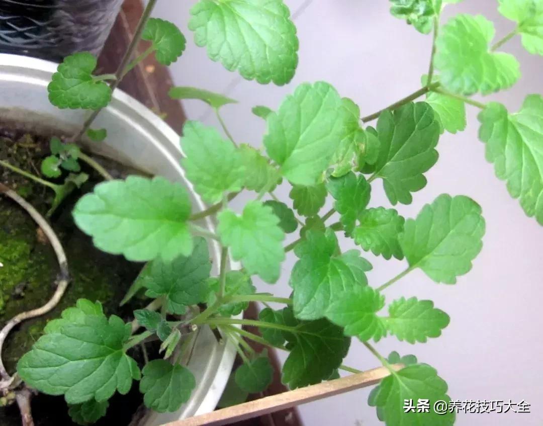 可以驱赶害虫的花卉,盆栽植物防治害虫