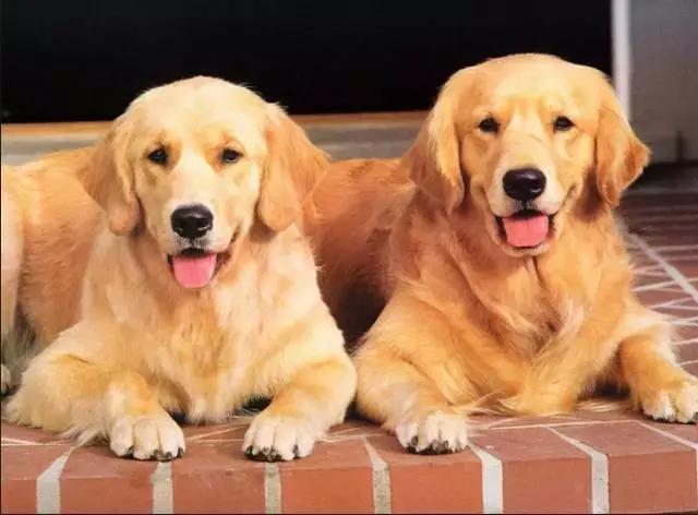 身价最高的狗,身价20亿的狗