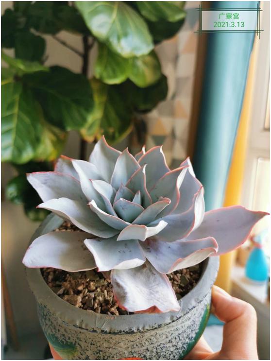 多肉虐我千百遍，我待多肉如初恋