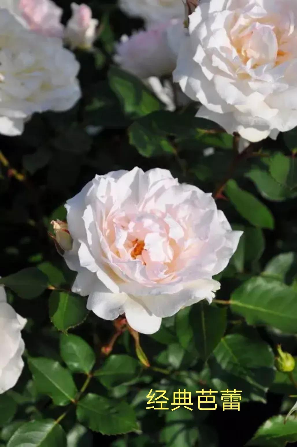 2020年木村卓功月季新品,木村卓功的月季都比较耐阴吗