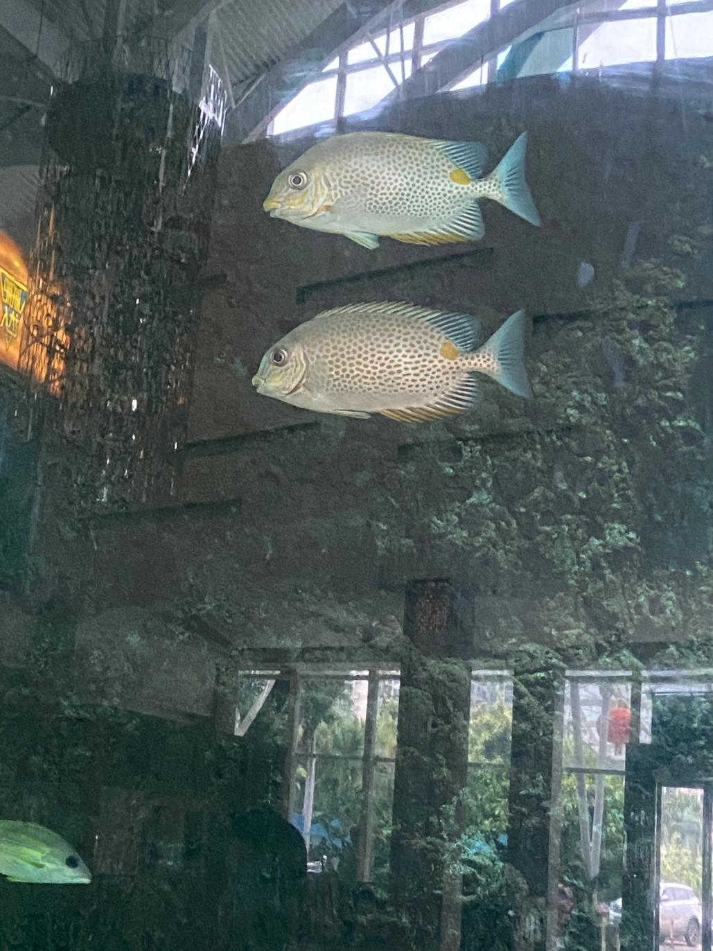 惠州十里银滩老房子,惠州十里银滩别墅