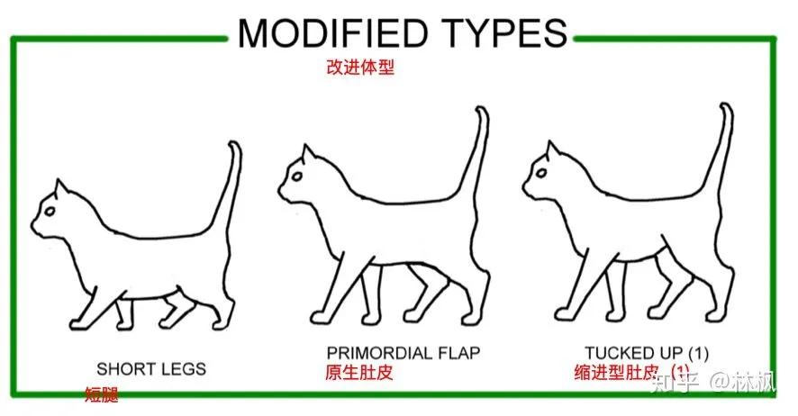 猫咪体型对照表,猫咪体型大全