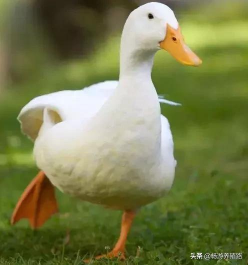 鸭鹅预防疾病方案,鸭鹅疫病的防治方法